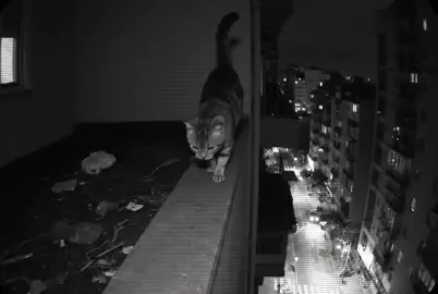 Cae el gato 😹 #cat #gato #caida #inteligenciaartificial #fypシ゚viral #IA #risa