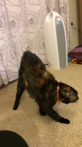 I’m telling you RIGHT NOW That mf’er back there is NOT REAL. 💀 by popular demand. #spookycat #catsoftiktok #tortietok #RIP 