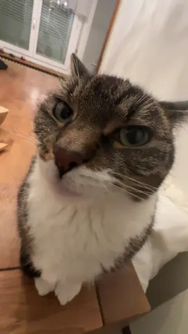Follow @PrettyCatKiss_Daily for more content! 😸  ---  Day 167 - Loading up silly Videos of my Cat kissing you 🤝  --- #usa #europe #cat #funny #moments