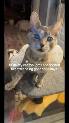 First time leaving her home alone without my dog. Don’t worry she was checked on twice a day by her babysitter (thanks Courtney). She’s just a tad overdramatic like her mom. #twistedlegsyndrome #fyp #jet2holidays #abandoned 