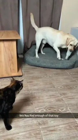 Cat and dog #cat #catsoftiktok #pet #PetsOfTikTok #funnycat #funnypets #catlover #fyp 