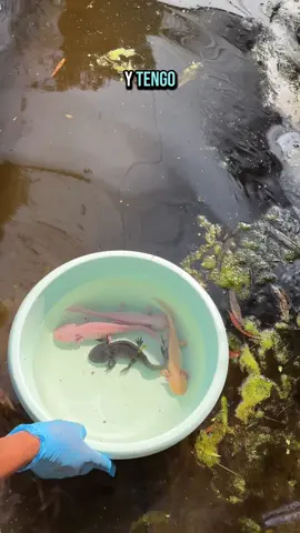 Por esta razón casi no les muestro ajolotes rosas, ¿Qué ajolotes te gustan más? A mí los parditos 🤎#ajolote #axolotl #ecology #conservacion 