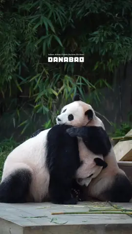 Mama.... ini hari terakhir kita kumpul bersama, Janji ya mama harus selalu sehat & bahagia. Mama gak boleh stress ya ma, adek janji akan jadi anak mandiri seperti kakak FuBao, tapi tolong DOA'kan adek terus ya ma. Terima kasih telah melahirkan aku di dunia yg indah ini ☺☺😘😘 // 🎥 11-08-2025 // #huibao #aibao #viralvideo  #fypシ゚viral #pandababy #pandalover #giantpanda #baofamilyinkorea #pandaworld #everlandkorea #panda #baofamily #pandalife #fyp #huibaoandmama 