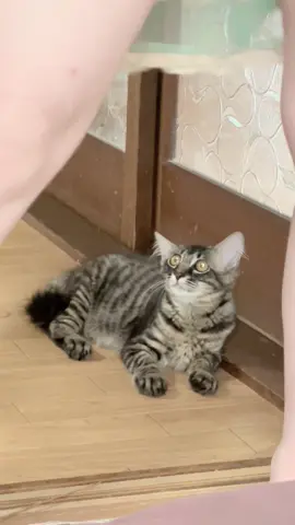 見上げるニャンコ