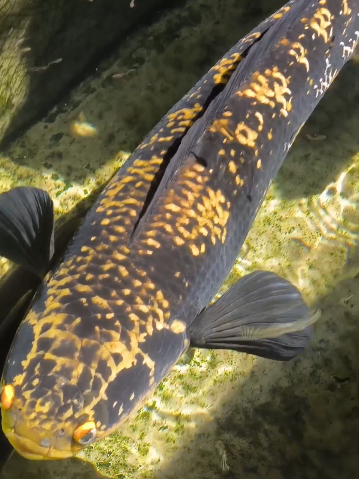 MOTOR ❌ IKAN ✅ #bluecore #chanajumbo #viral #fyp #masukberanda #leopardcatfish #oscar #rtc #channaindonesia #channa #peliharaan #ikan #ikanpredator #chanaindonesia #channamaru #kolam #ikanchanna #dancefloor 
