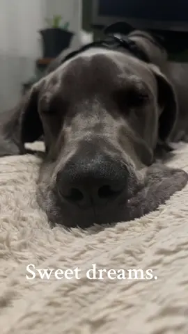 Sweet Dreams #dogsoftiktok #greatdanesoftiktok #sweetdreams #greatdanepuppyoftiktok 