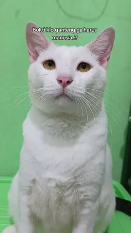 kucing ganteng ❤🌹 #kucing #kucinglucu #cutecat #ganteng #catlovers 