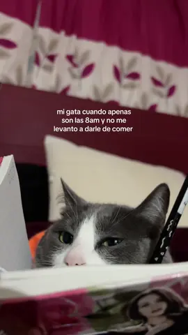 se enoja Lola😔 #fyp #catlover #gatostiktok #foryoupage #paratii 
