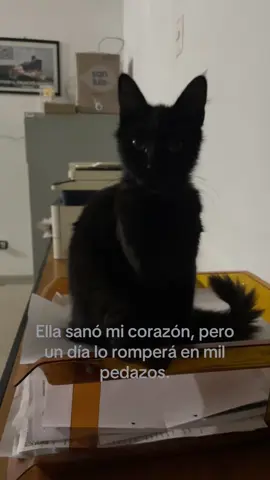 negrita hermosa 🥹 #catblack #fyp #catlover #catsoftiktok 