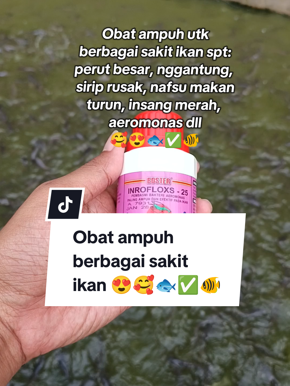 Inrofloxs obat ampuh berbagai sakit pada ikan 🥰😍🐟✅🐠 #inrofloxs #ikan #ikanlele #budidaya #budidayaikan #budidayalele #peternaklele 