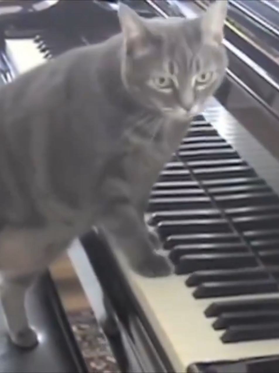 Lithuanian composer and conductor Mindaugas Piečaitis, directs his orchestra on the notes of Nora the cat playing the piano.  She earns a standing ovation. posted by science seeker. 