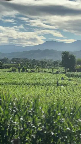 Province life🌽 #provice #buhaybukid #fyp #ilocos 