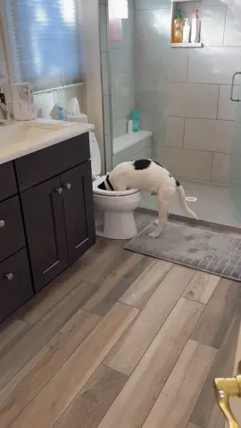 This is why we have to shut the lid at the rents house. Don’t worry he got a bath. #dog #dogsoftiktok #dogs #toilet #puppy 