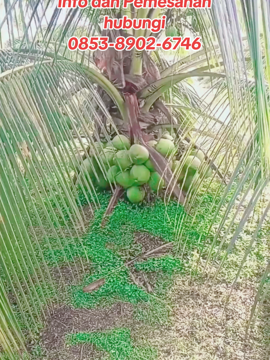 ready bibit kelapa genjah bosqu, order 10 ada bonus! #bibit kelapa pendek tiktok shop #bibit #bibitkelapagenjah #genjah #kelapagenjah #kelapabalaplampung 