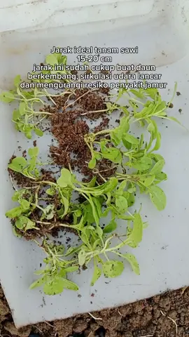 jarak ideal tanam sawi 🌱 #berkebun #berkebundirumah #tanamsawi 