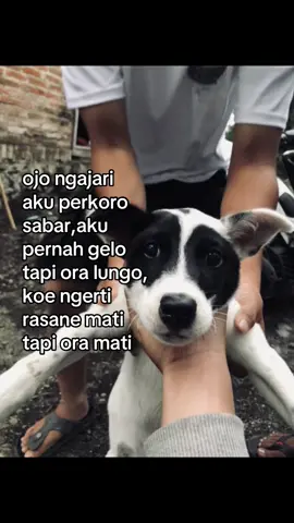#jembarsabare #shegawon 
