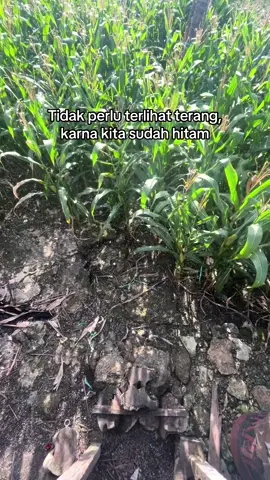 #petanigenz #petanijagung🌽 #petaniindonesia🇮🇩🇮🇩🇮🇩🌿🌿 
