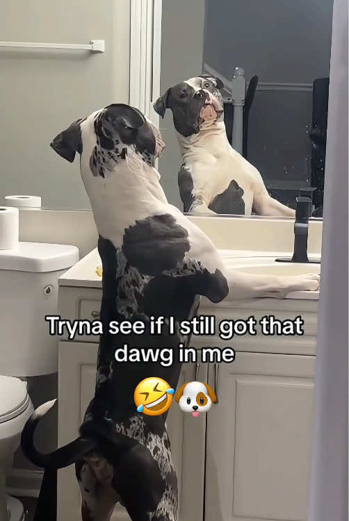 Why is he more handsome than me?😂🤣😒#dog #fyp #dogsoftiktok #foryou #pet #funnydog #funnyvideos #funnytiktok 