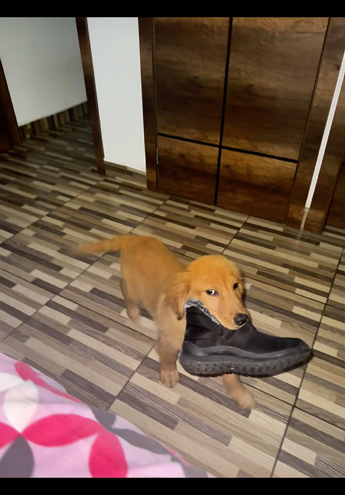 Yo escuché ‘acóstate’… no ‘suelta el zapato’ 😏🐾” #G#GoldenRetrieverG#GoldenPuppyG#GoldenTeddyD#DogTokP#PetTokD#DogLoversP#PuppyLoveP#PuppyLifeP#PerrosTikTokV#VidaDePerroP#PerritosTiernosC#CuteDogF#FurBabyG#GoldenLifeT#TeddyLoveT#TeamTeddyH#HappyDogD#DogHumorZ#ZapatoFavoritoPerrosDivertidos