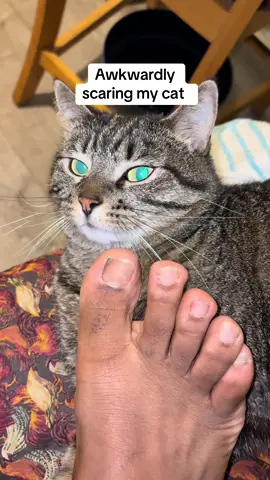 #thechosen112 #fypage #foryoupage #funny #funnyvideo #funnyvideos #cat #catsoftiktok #catlover 