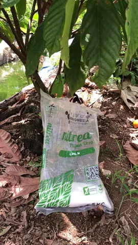 Npk+urea👈🏻#petaniindonesia🇮🇩🇮🇩🇮🇩🌿🌿fypp #petaniindonesia🇮🇩🇮🇩🇮🇩🌿🌿 #petaniindonesia🇮🇩🇮🇩🇮🇩🌿🌿 #petani #brazil🇧🇷 #petanisawit #petanilada #petanikopi #petanimilenial 