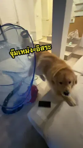 จุ๊มเหม่งแปลว่าอิสระ