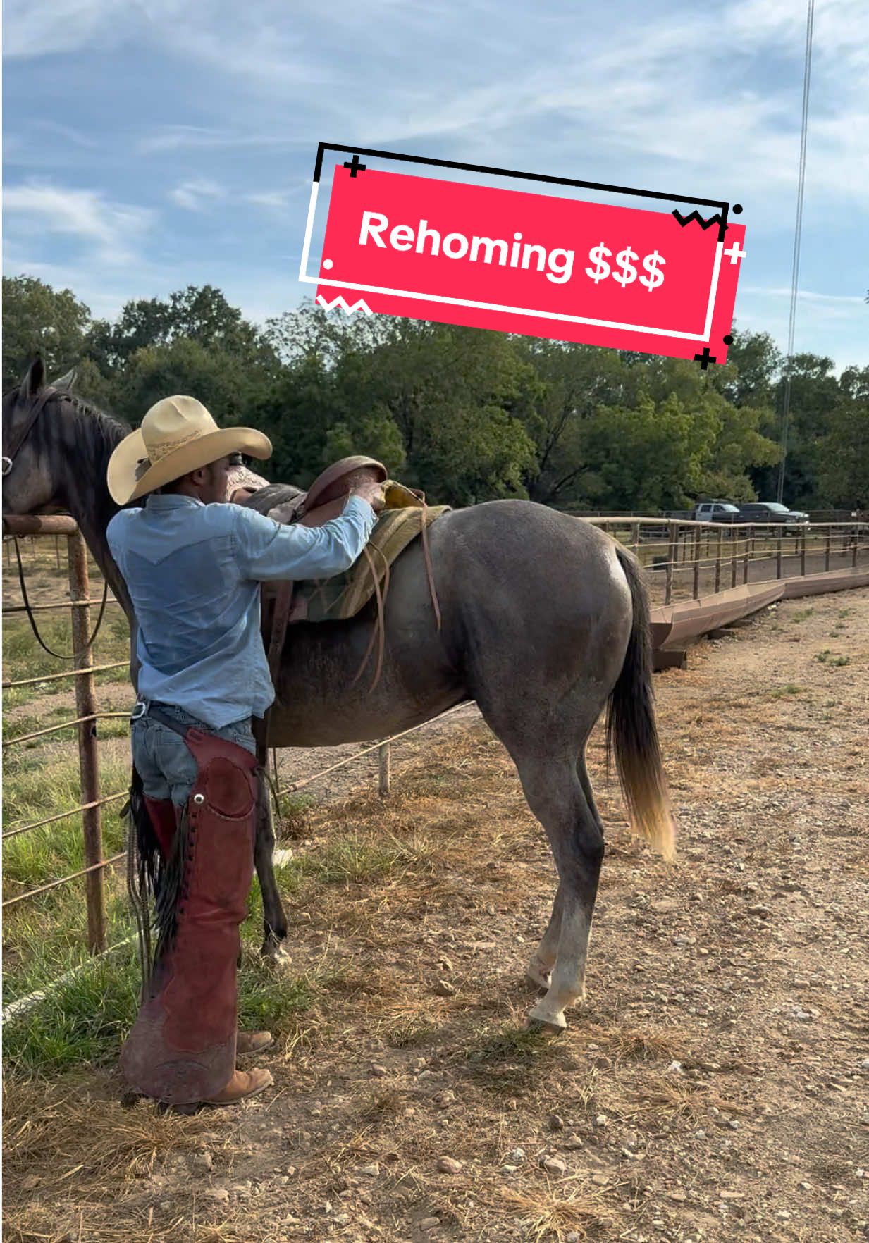 “Tony”  6y/o Grade. Gray Gelding. Standing at about 16hh. This gelding has been used in the feedlots in Pratt, KS so he obviously will stand to get a gate and used on the ranch to gather cattle in pasture (in video), ride on trails, and has been used to drag a few calves. Today was my first day back on him since late May due to letting him gain some weight. Ready to go in any direction you want! Very athletic. Stands well to trim, stands tied, loads easy. Will probably need front shoes if you have a lot of rocks, Im just not using him enough to justify paying for it right now. He has a cosmetic defect on his right hind pastern (possible scar tissue from an old injury, been that way since I got him) doesn’t affect him on the job. Open to offers, need him moved asap.. going out of state for a while and don’t wanna haul the extra horse. Come get him! Comment/Pm if interested  6,xxx OBO #cowboy #horses  #forsale #ranchhorse #fyp 