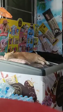 #funnycat 
