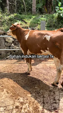 Jalur cepat 081329661855🚀
