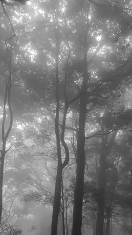 #naturevibes #taylorswift #exile 