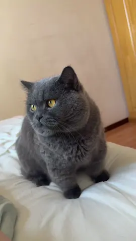 #catsvideo #catsoftiktok #pets #PetsOfTikTok #catsfun_2k25 