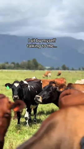 Somebody get her on The Voice asap! 🎤 🐄  #cows #cowsoftiktok #moo #thevoice #americanidol 