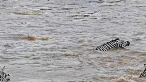 #wildifeanimals #wildlife #AnimalLife 