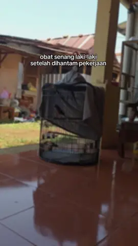 ngerti Dewe toko #muraibatuindonesia #muraibatu #muraimania #murai 