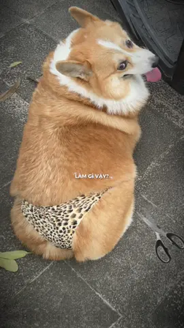 Để lông người ta còn nghi ngờ, chứ giờ cắt đi trông khác gì nhợn không cơ chứ 😵‍💫 #corgi #xuhuong #cúncưng #funny 