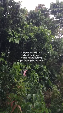 Beda surang  #fypシ゚ #fypminang #fypシ #trendminang #minangtiktok 