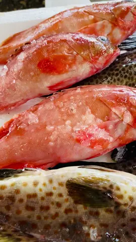 Makanan Sehat makanan bergizi . Ikan karang bakar Sinnaggel, hadir untuk anda, stok terbatas..  maka segera lah..  #sinanggel580 #ikanbakar #wisatakuliner #aceh #acehsingkil 