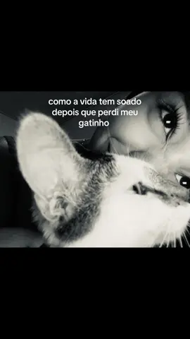 q sdd #fyp #gato 