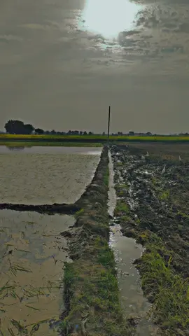 🍁🌾#farming_143 #tractor #latestvideo #virl #fyppppppppppppppppppppppp 