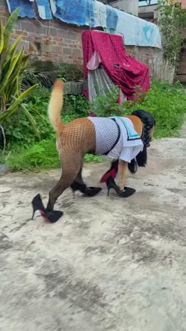 Back to school😂😂😂 #dog #dogsoftiktok #funnydog #funnydogvideos #funnydogsoftiktok 