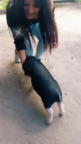 #hacunamatata #feriado #cayambe_ecuador🇪🇨 #vaca 