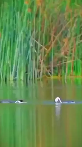 #birds #action #animals #bird #viralvideo 