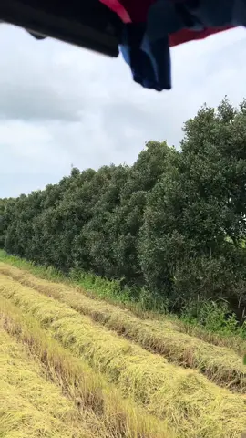 Cà na hái ra nhãn luôn ae 😂@Đức Huy Kubota 