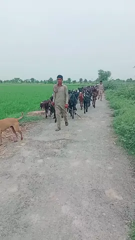 like follow share for your video video like follow share comment 
