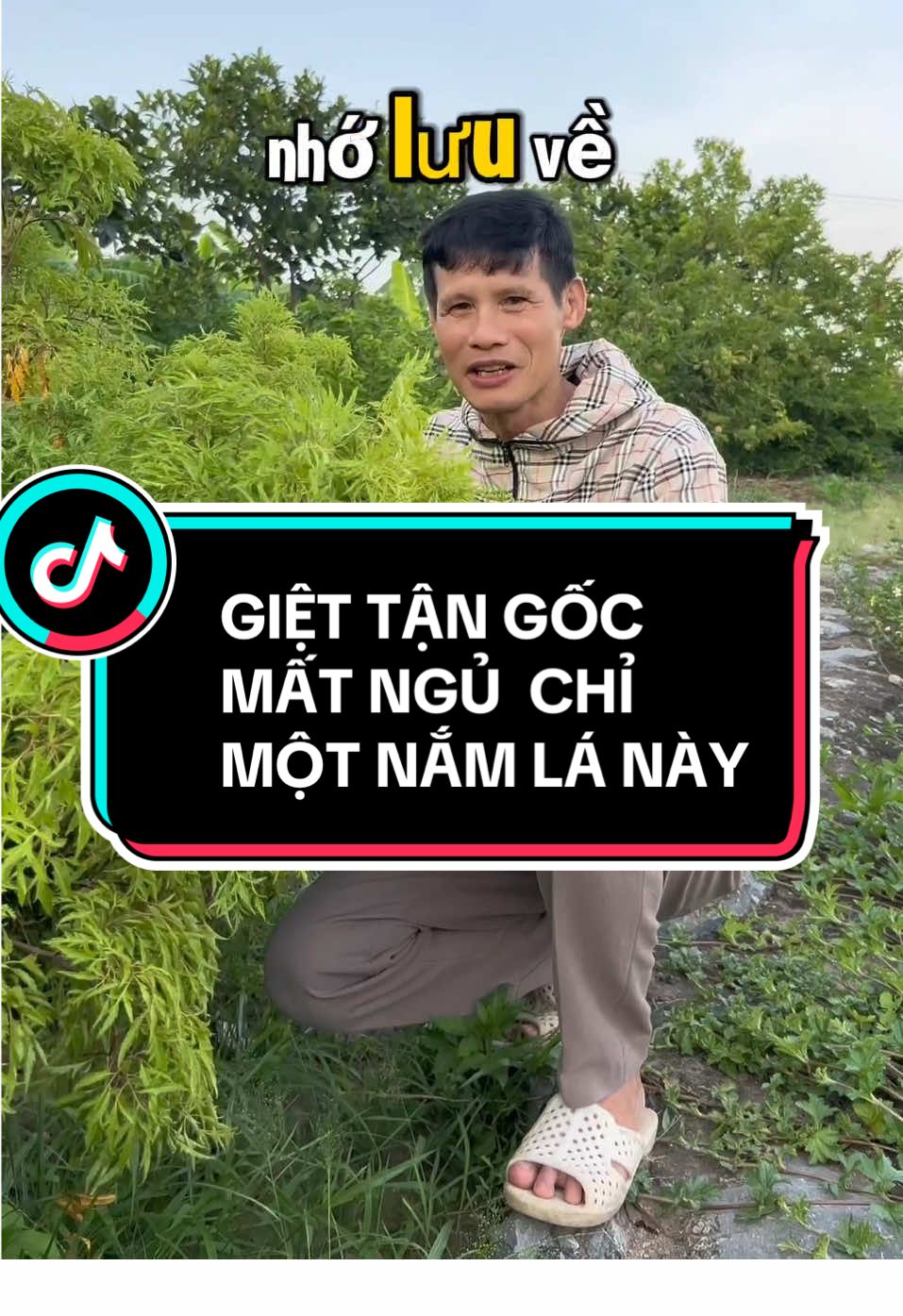 Lá đinh lămg được ví nhue sâm việt #tralanam #suckhoe #trend #onghoanvlog #thinhhanh 