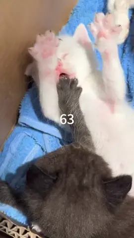 #kittenfight #creatorsearchinsights 