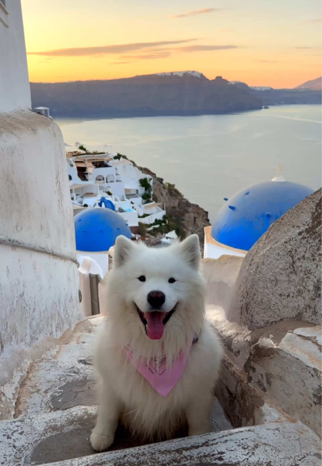 Happy day from Santorini 💙☀️  #santorini #eardance #dog #samoyed #travel