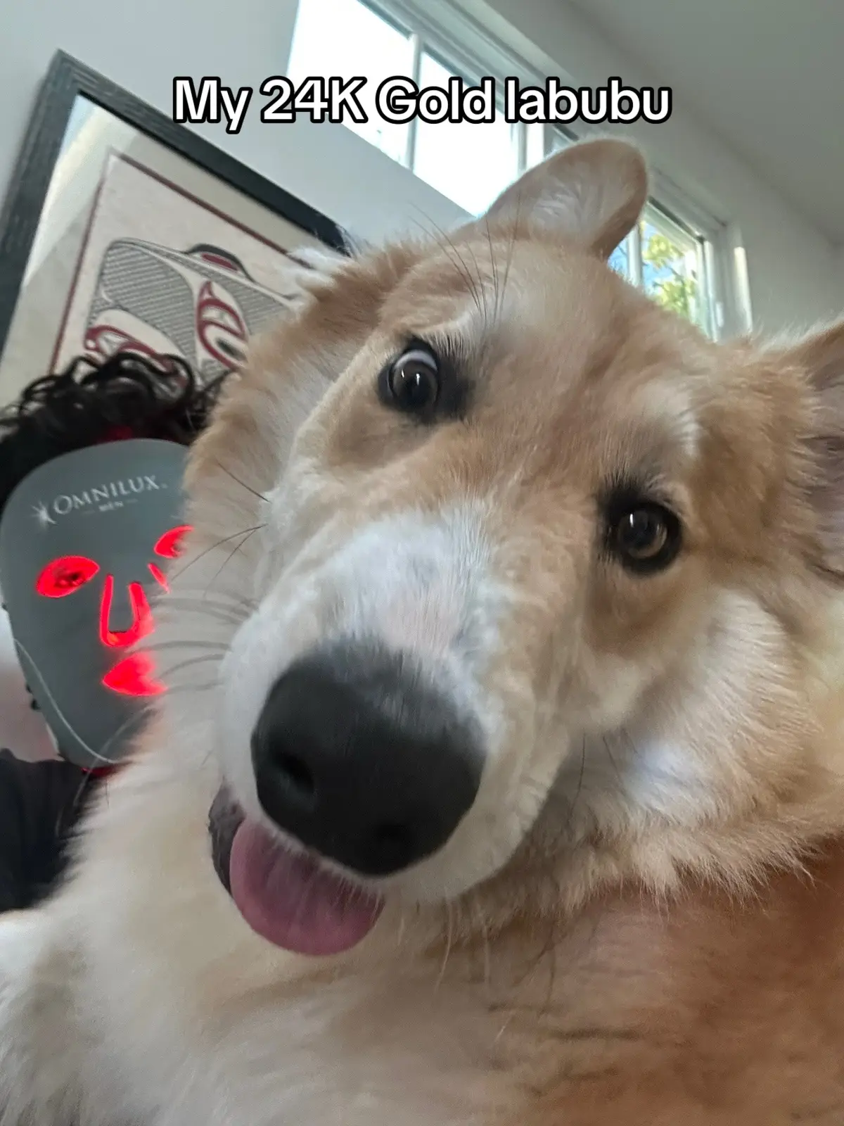 👑👑👑#dog #apollothecorgimute #pet #corgi 