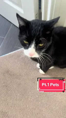 What does Arthur want?  PT 1 give me pets! Now.  #catsoftiktok #catsoftheday #catlife #catmom #tuxedocat 