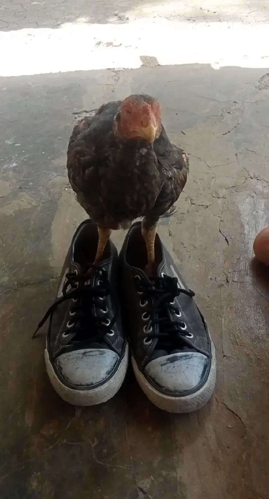 #ayam 